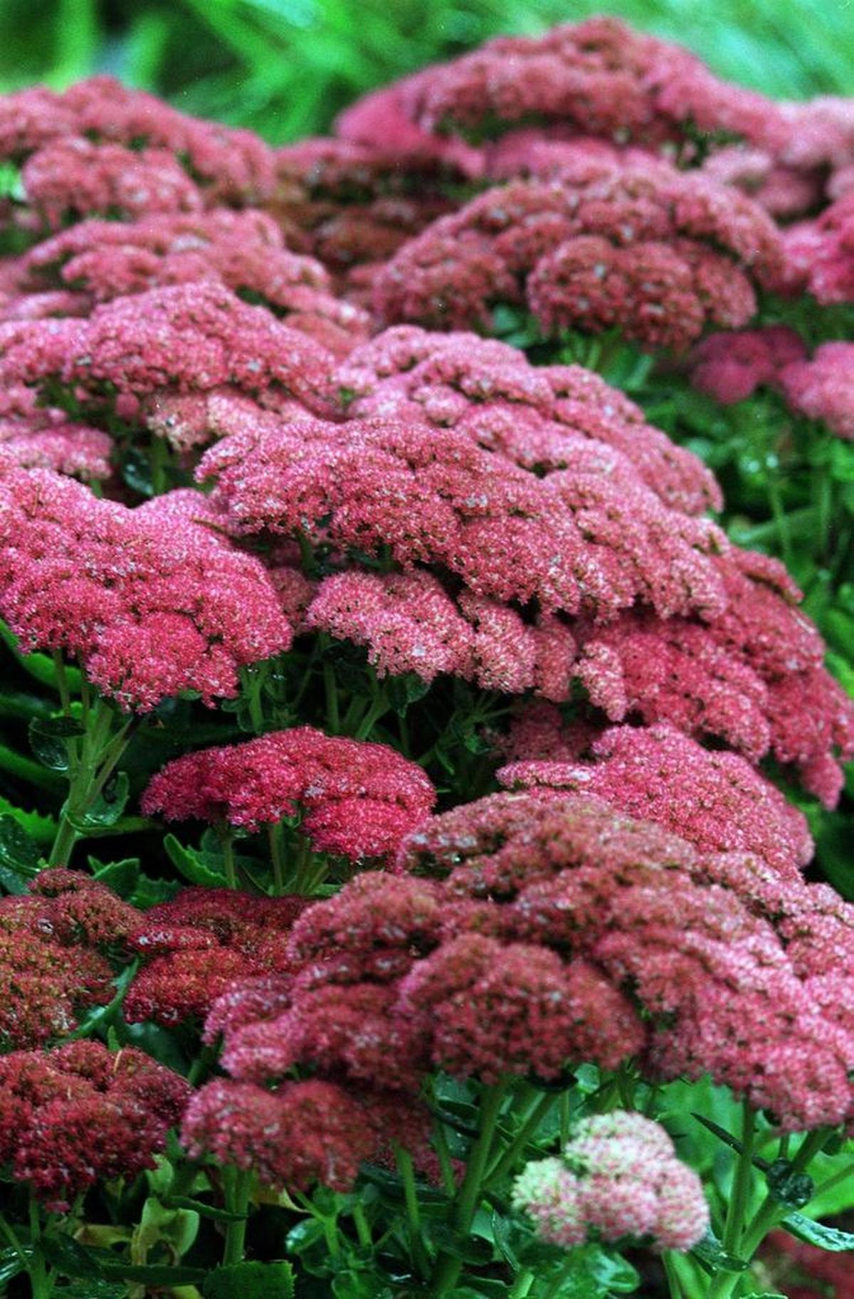 The flat panicles of sedum “Autumn Joy” can add an autumn harvest look to your porch pots.