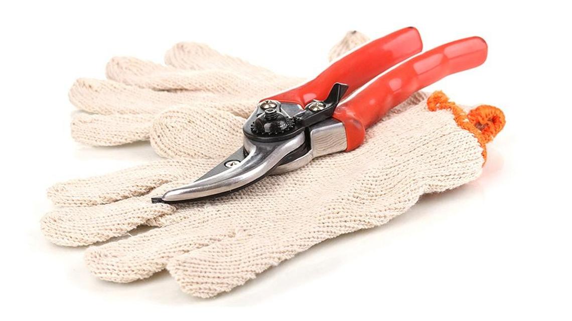 The fourth week of May is when you should clip off the stems and blooms of tulips, daffodils and other bulbs to tidy up.