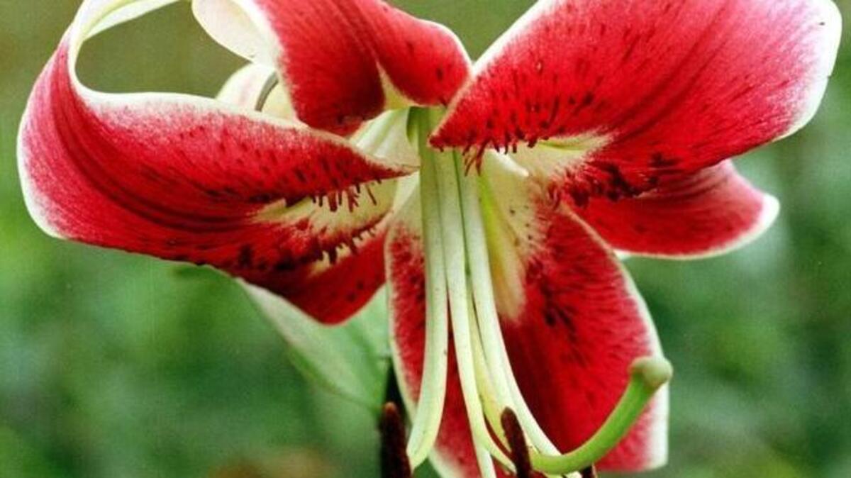 It’s not too late to pull apart summer-blooming lily bulbs. Just wait until the foliage on the tall stems have turned yellow or brown, telling you the bulbs have gone dormant.