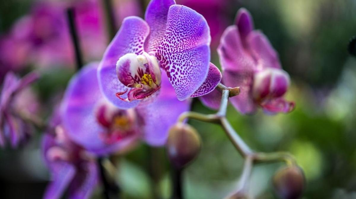 Orchids have come down in price and are easier than ever to enjoy.