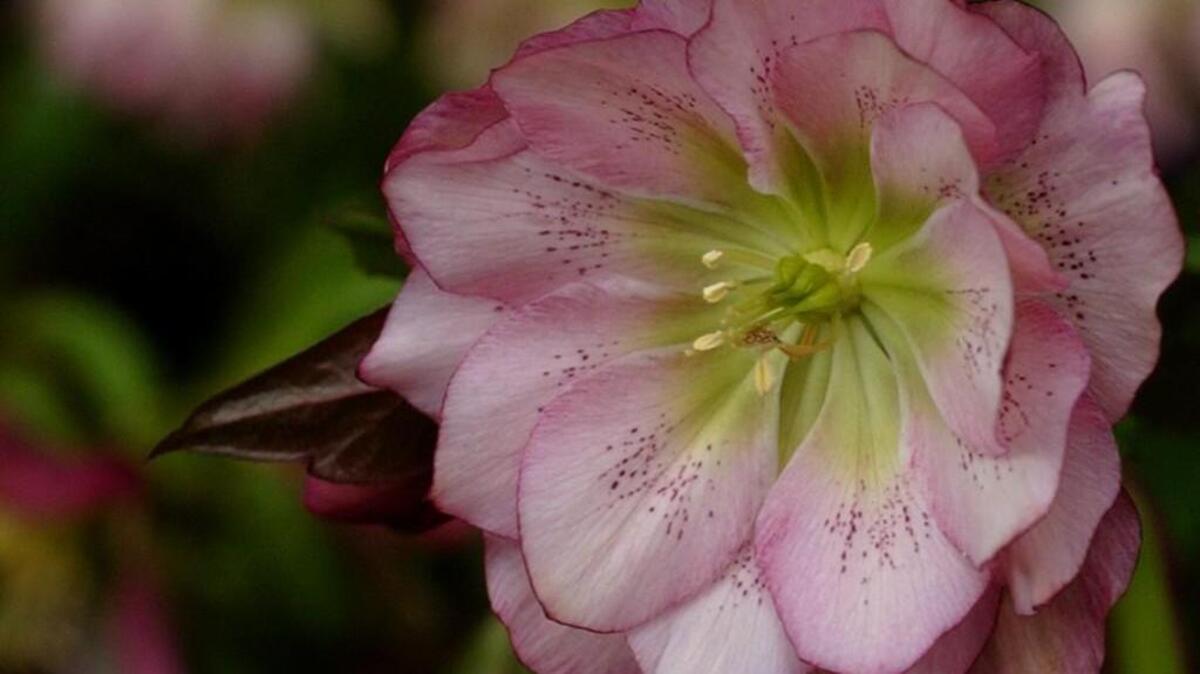 You can plant a hellebore once and it will return year after year with late winter and early spring blooms.
