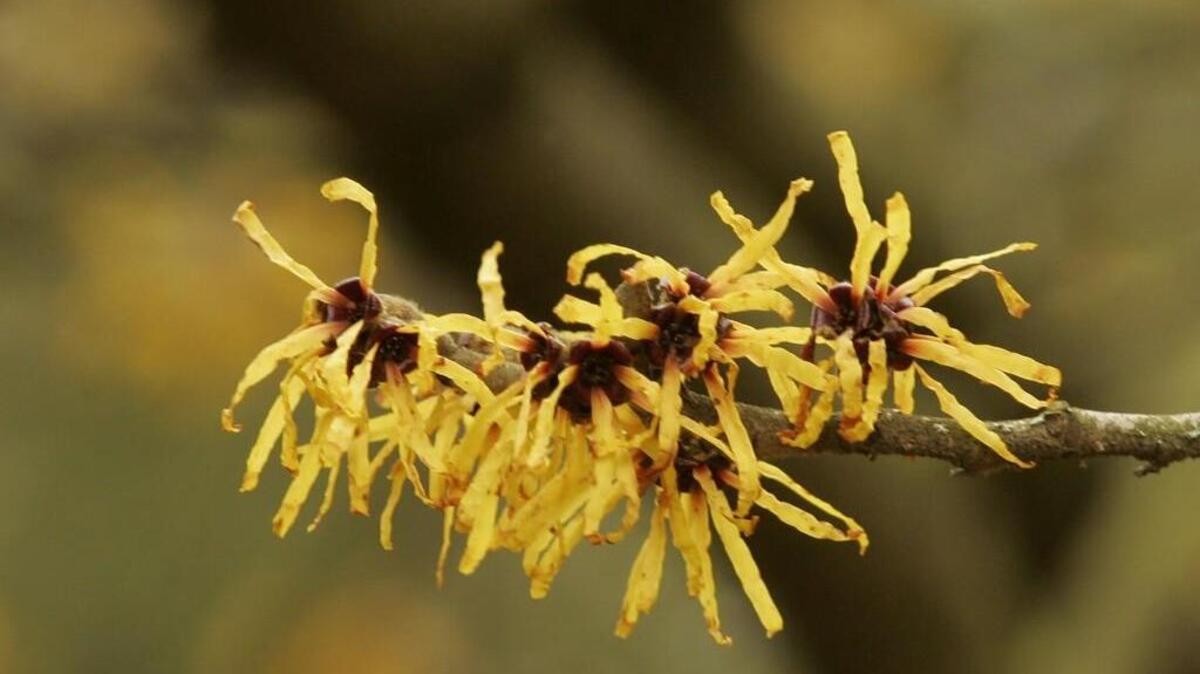 Want early blooms? Look for awkward branches on your witch hazel shrubs and harvest these by cutting close to the joint.