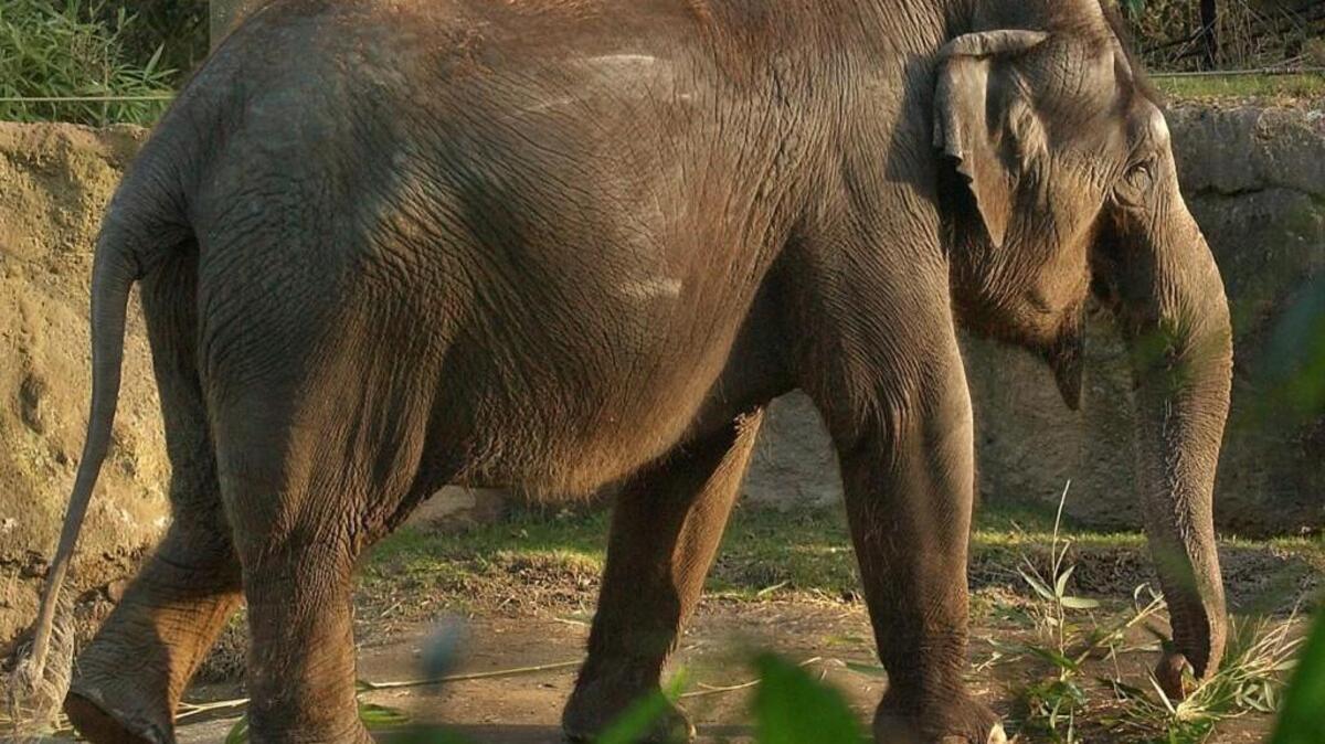 The No. 6 reason to be thankful you garden in Western Washington: Elephants have never trampled our orchards.