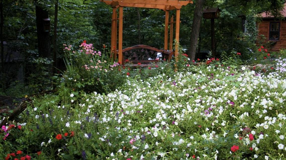 Flower Carpet roses or “carpet roses” are the world’s most popular ground-cover rose.