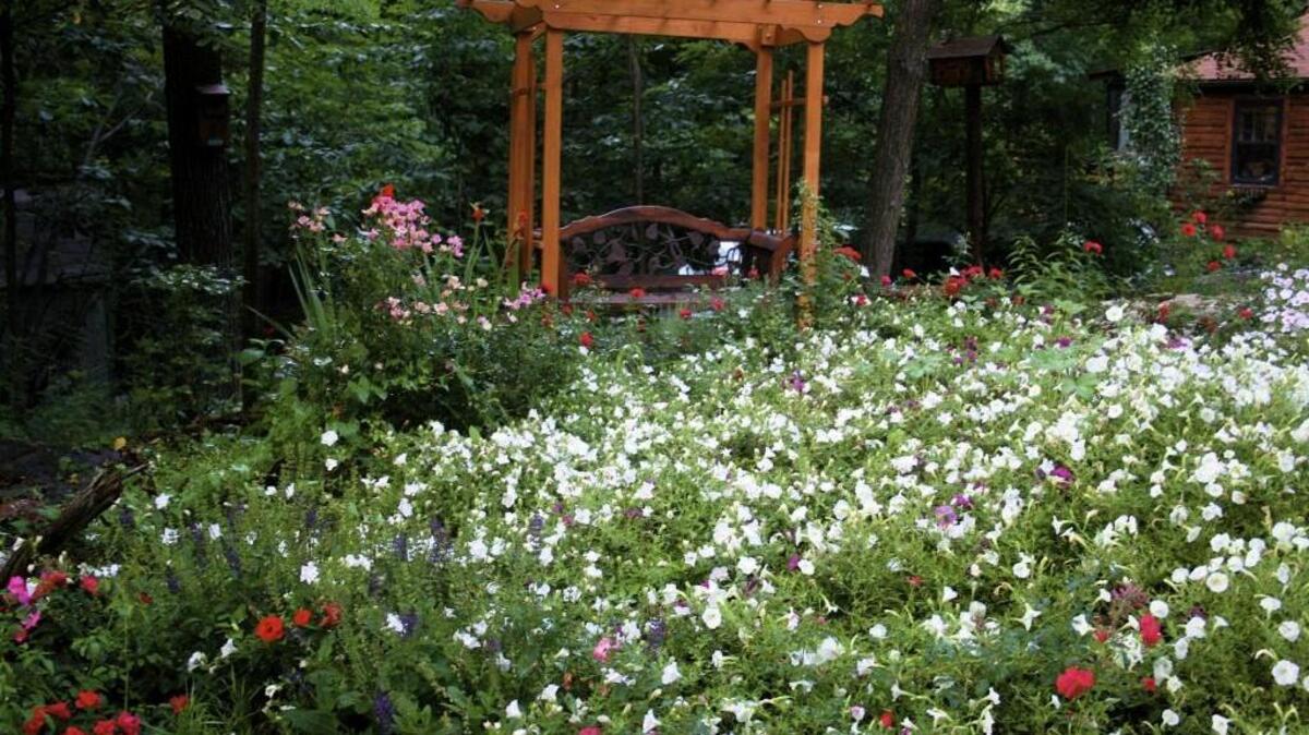 Flower Carpet roses or “carpet roses” are the world’s most popular ground-cover rose.