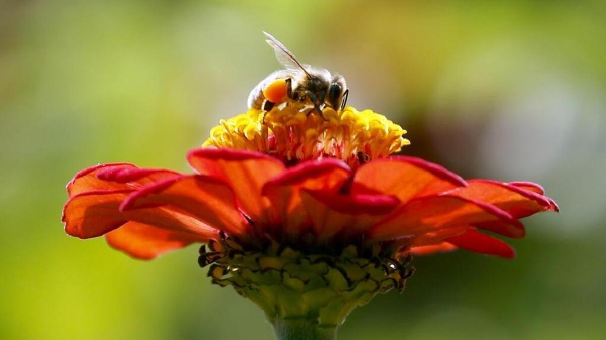 Now is the time to add blooming plants to provide an early food source for bees and butterflies.