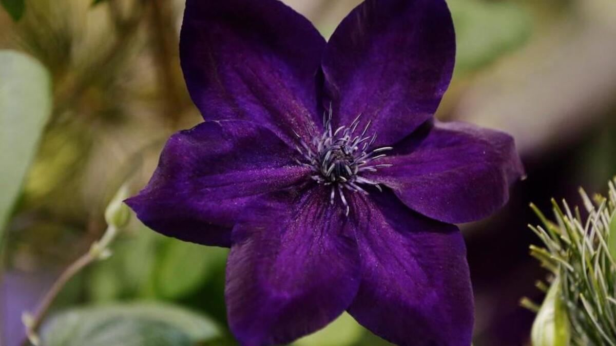 Try not to give up on a clematis; it might just be a late bloomer.
