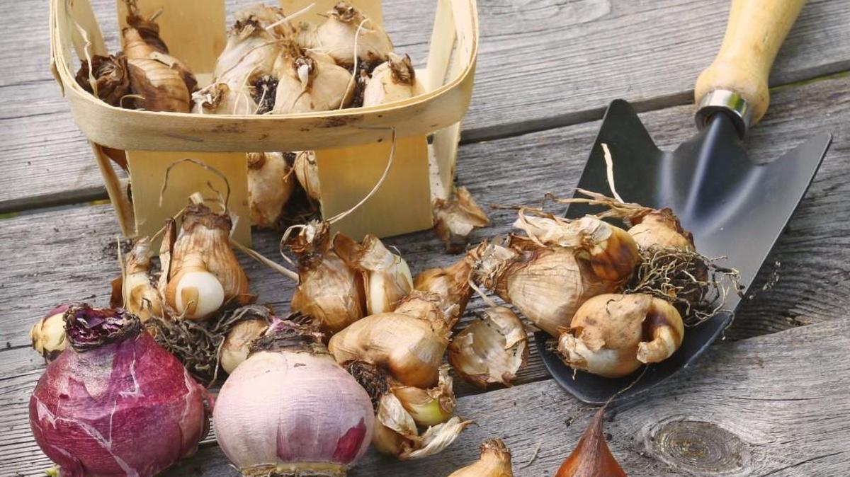 This is a good time to buy spring-blooming bulbs that will produce tulips, daffodils and crocus.
