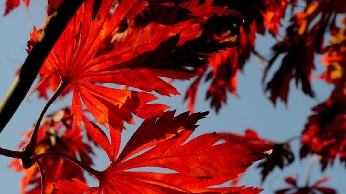 Japanese maples will fire up any landscape with hot color tones.