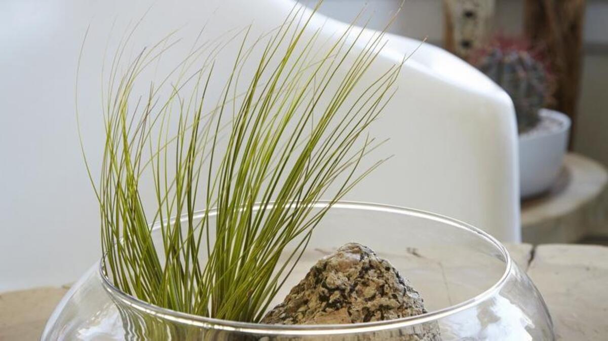 A low bowl with a small house plant can be used as a living piece of modern art.