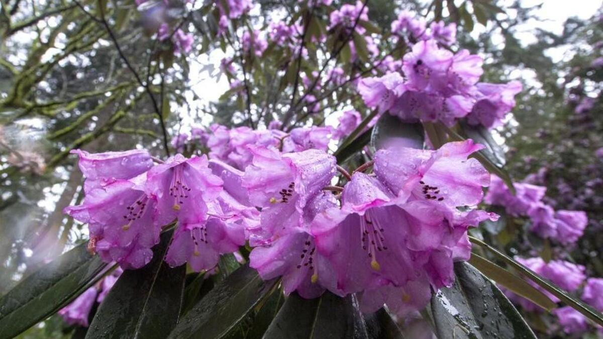 There are things you can do in the garden in the early spring, but pruning rhododendrons is not one of them.