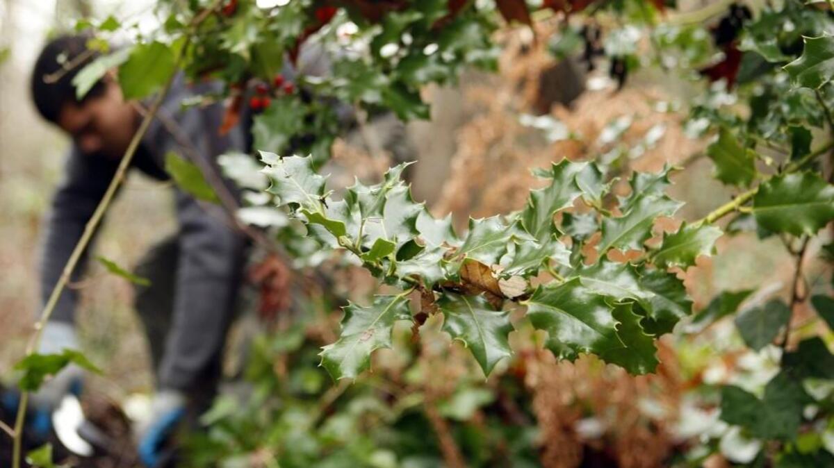 Holly is not the jolly cut green that the Christmas song makes it out to be.