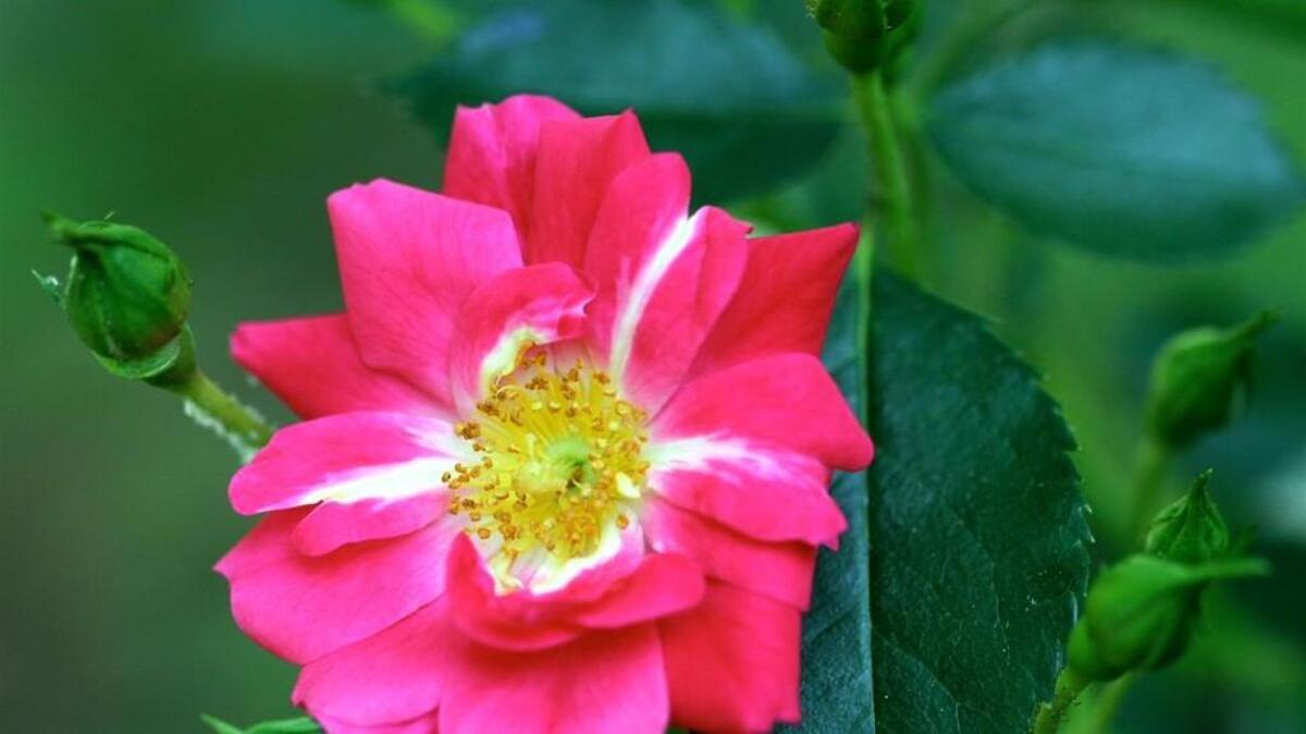 A “Flower Carpet Scarlet” rose is a compact easy-care plant developed by Anthony Tesselaar Plants who claim a mature bush planted in full sun will produce as many as 2,000 flowers in a season.