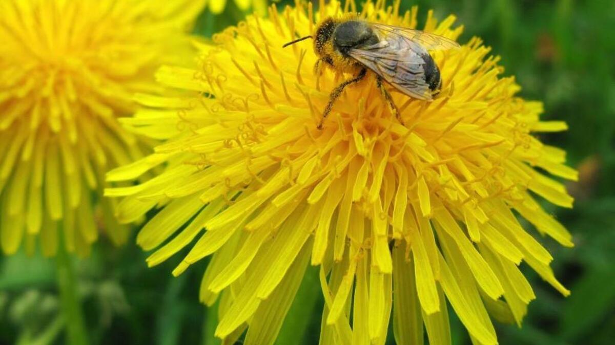 Some weeds are good to eat, such as dandelions, which are full of nutrition and taste most tender when collected in early spring.