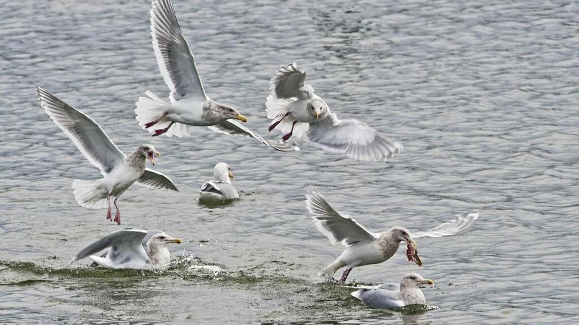 Gull or sea gull? Either way it is the same common bird
