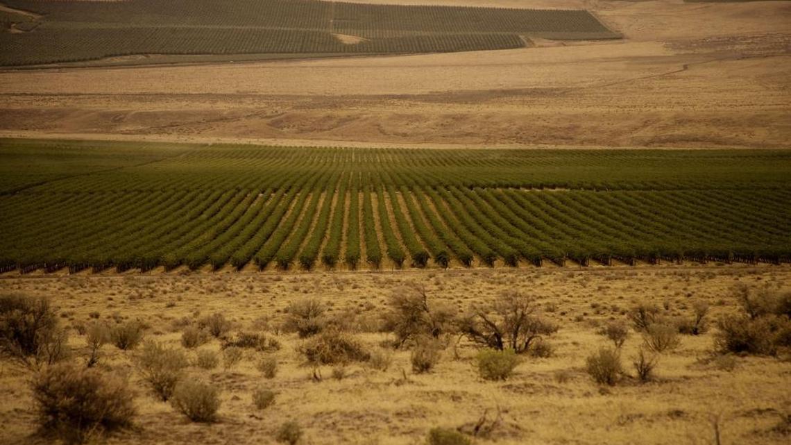 Washington Riesling not just a Ste. Michelle thing