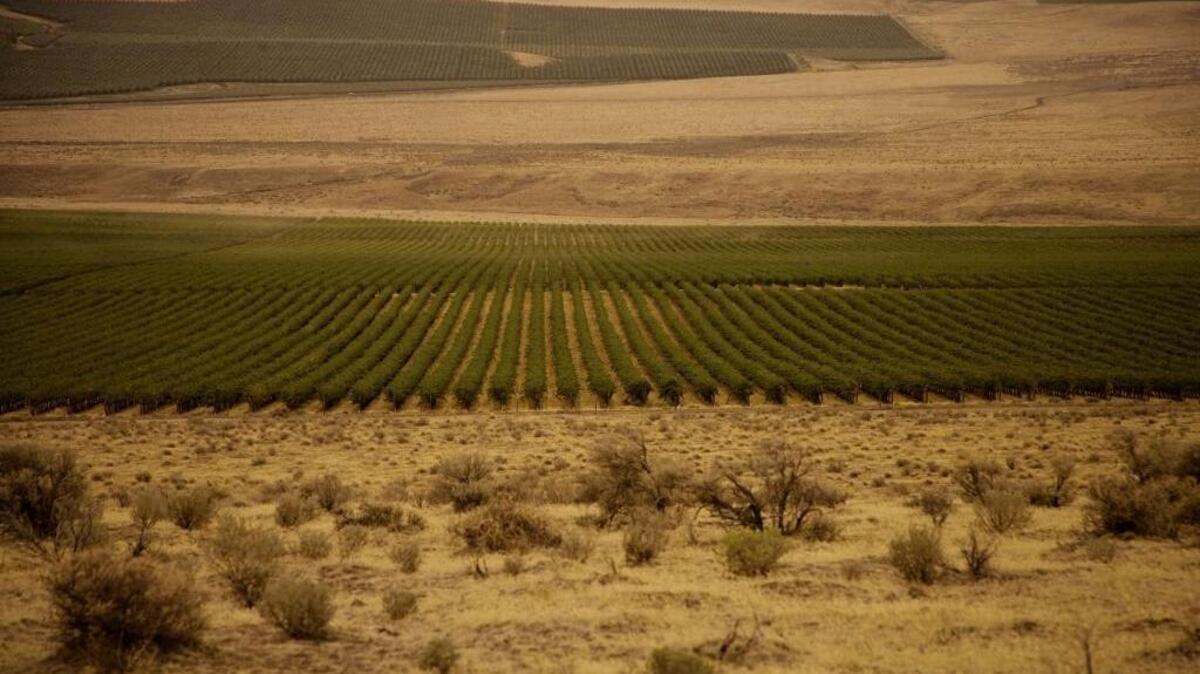 Cold Creek Vineyard is a 40-year-old planting that overlooks the Wahluke Slope and the Vernita Bridge across the Columbia River. When Chateau Ste. Michelle planted the first 500 acres, it doubled the vineyard acreage in the state.