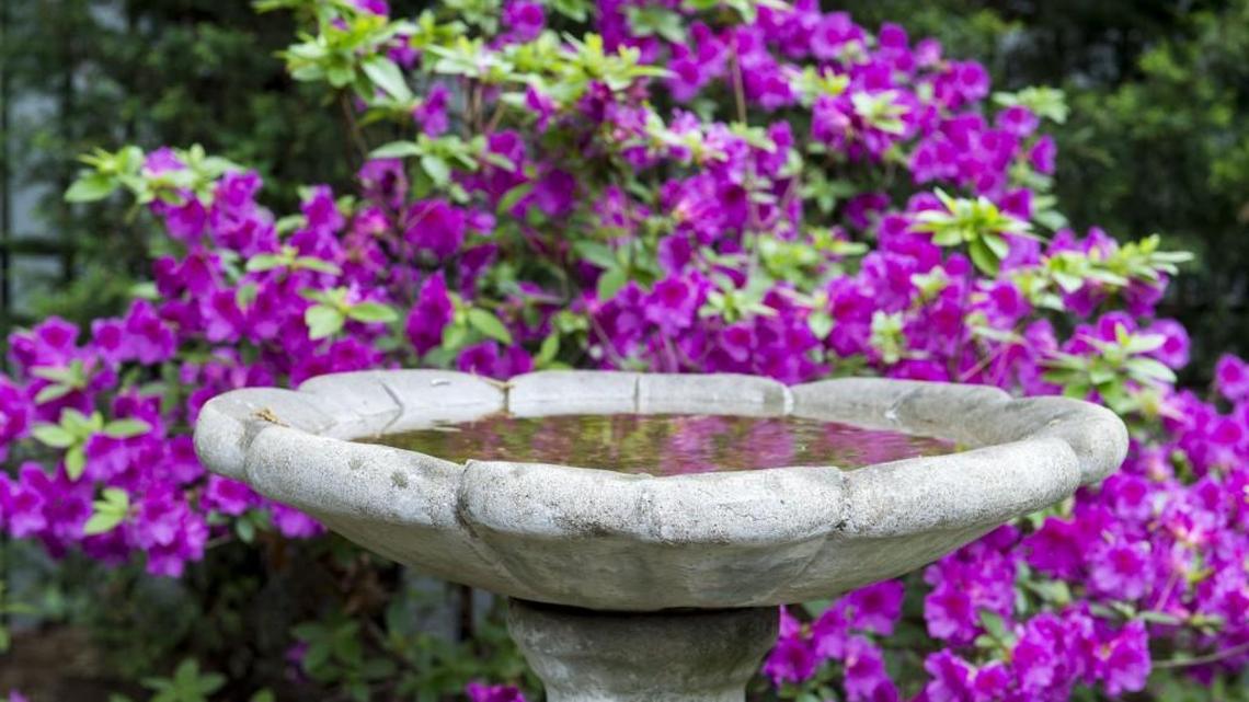 In need of some flying friends? Fill that bird bath