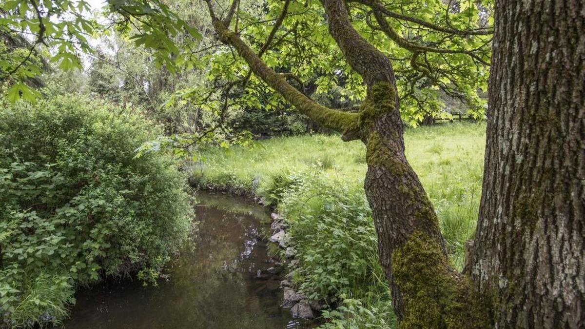 Sewage spill advisories were lifted Friday for Hylebos Creek in Fife and Leach Creek in Fircrest, a stretch of which is seen here.