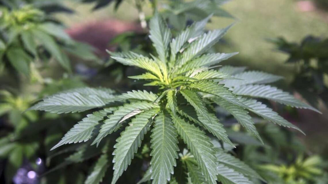 Want to be able to grow pot at home? State seeking comments on the idea