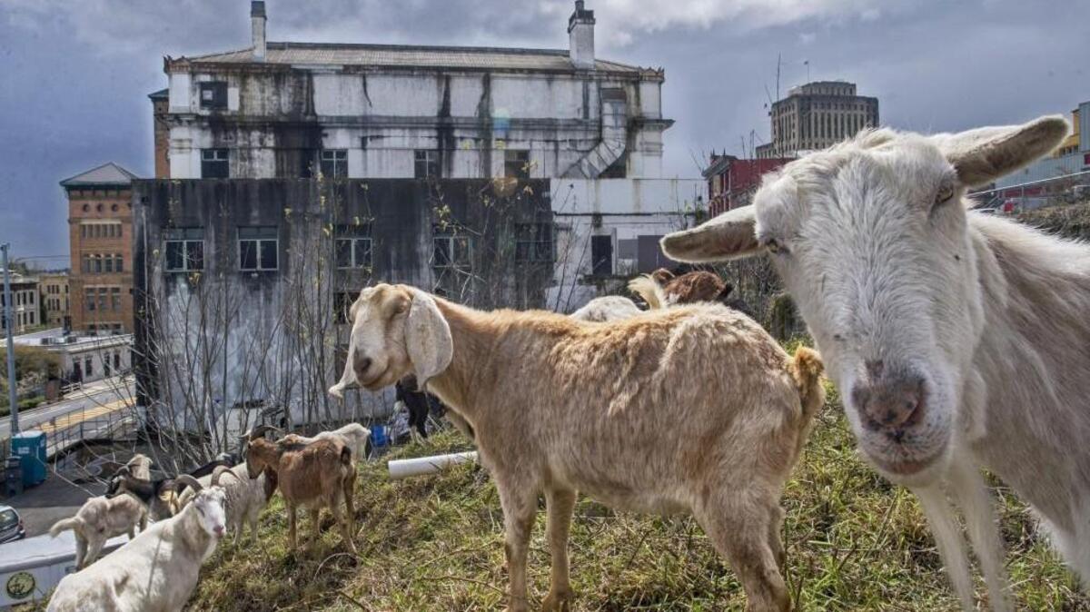 A working herd of goats clears out of a lot next to the old Elks building in downtown Tacoma on Thursday. McMenamins, which plans to develop the building into a hotel/brewery/restaurant complex, hired Rent-a-Ruminant to do the job.