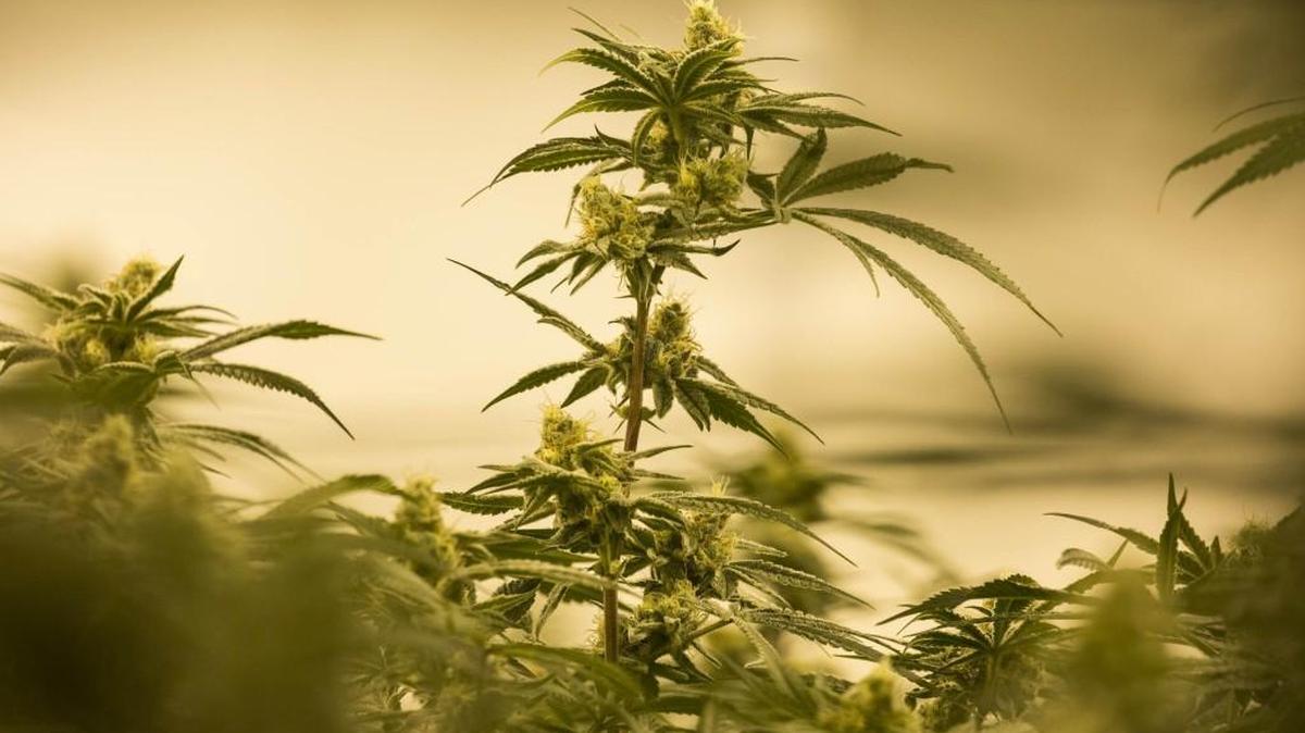 Brewery Lagunitas is offering a beer flavored with cannabis compounds.