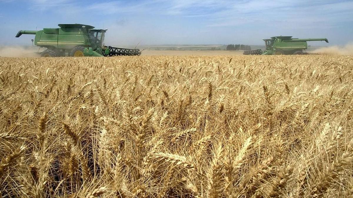 Combines work their way through a wheat field, about six miles from Pasco. Grain from Eastern Washington travels to points overseas through the ports of Seattle and Tacoma.