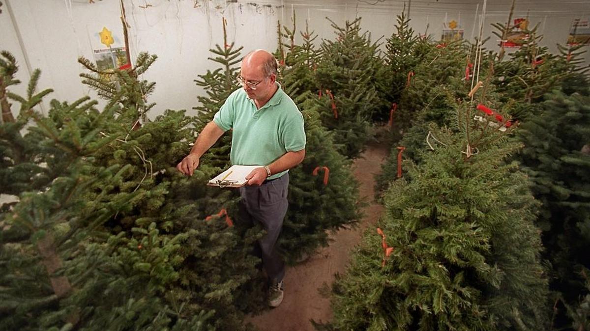 Check out the needles and overall look of a tree before purchasing.