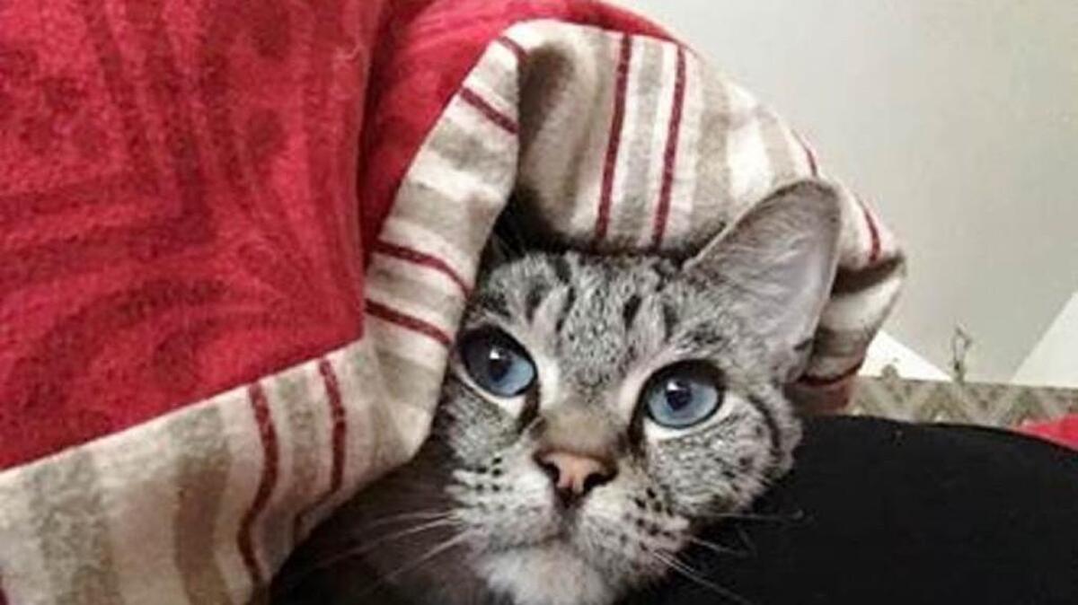 Shy cats, older cats and special-needs cats are featured at this weekend’s adoption event at Watson’s Greenhouse and Nursery, 6211 Pioneer Way E., Puyallup.