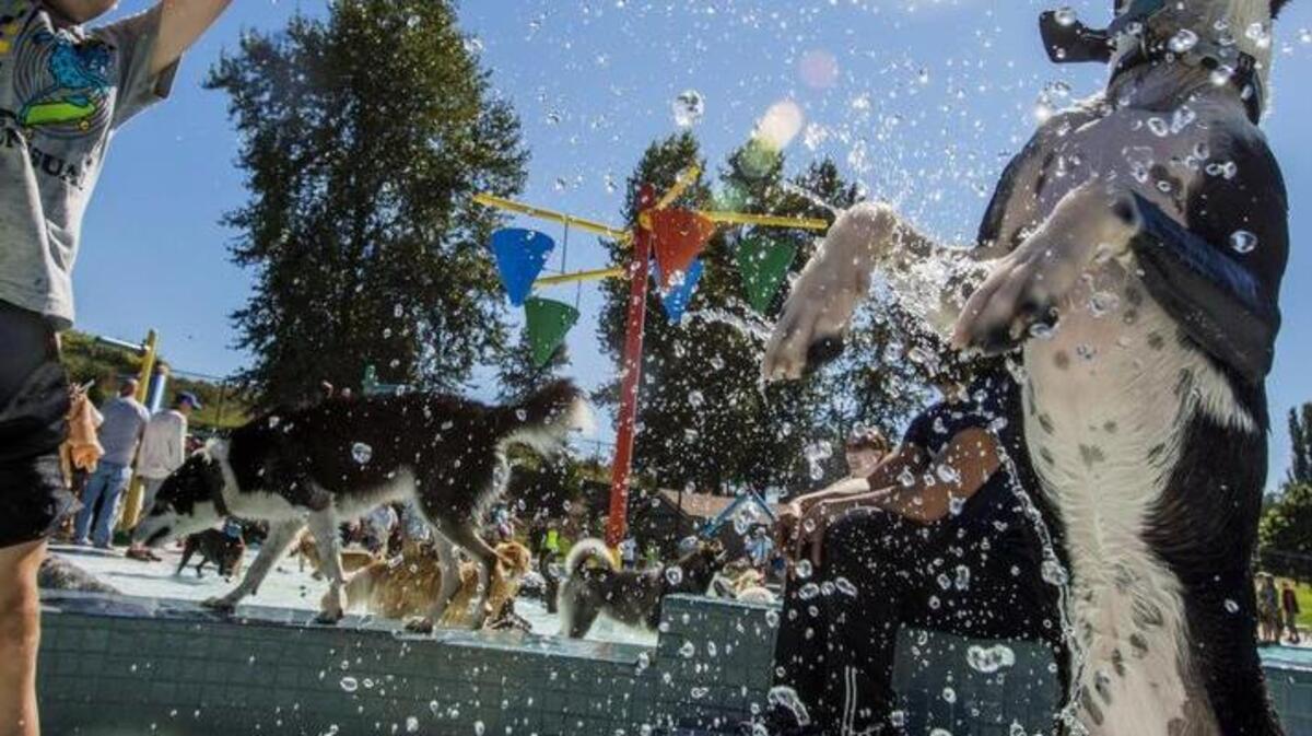 A dog named Six Thirty leaps at droplets in the air during the Pooch Pool Party held at Metro Parks' Stewart Heights Pool.