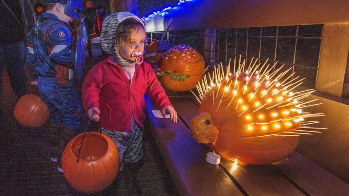 Addie Soden, 2, of Eatonville is mesmerized by a porcupine pumpkin last week, one of many whimsical entries in a staff pumpkin decorating contest at Hoot 'n' Howl, Northwest Trek's annual mashup of nature and pre-Halloween mischief.