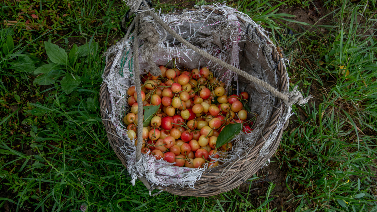 Cherries inside a wicker basket.