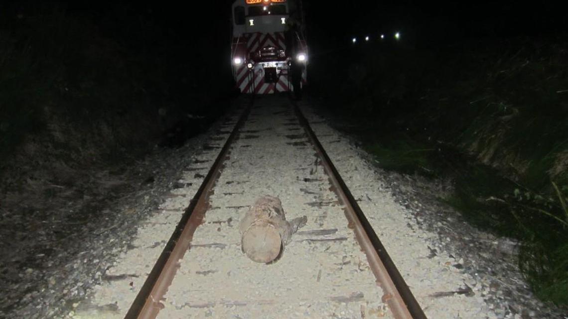 This photo from Aug. 15, 2014, shows the Tacoma Rail engine stopped just ahead of a large log on the tracks in Tumwater. The engineer had slowed down to stop and remove the log, but didn’t see the concrete block that ultimately punctured the fuel tank and caused 1,700 gallons of diesel to spill.