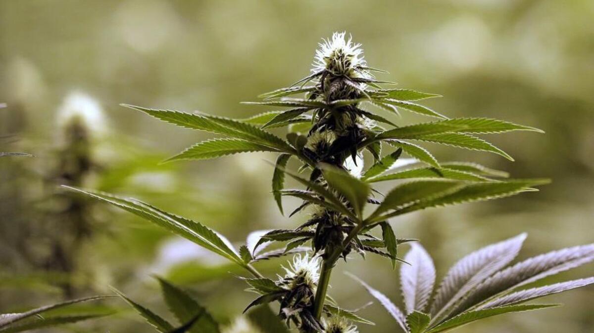 FILE - In this Jan. 13, 2015, file photo, a flower nearly ready for harvest sits atop a mature marijuana plant at a marijuana growing facility in Arlington, Wash. Those with student loan debts say they prefer a student loan payment as a holiday gift to an ounce of marijuana valued at $300. (AP Photo/Elaine Thompson, File)