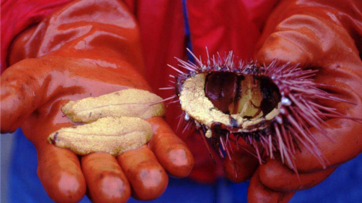 A commercial diver was cited for collecting 1,088 undersized sea urchins Jan. 7 when he pulled into Breakwater Marina in Tacoma. He was cited for the same violation in 2017.
