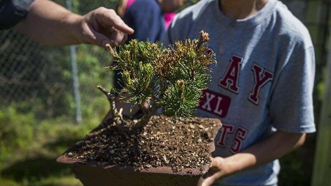 Teacher Martin Brown shows some of the damage to a bonsai tree held by student Nathaniel Sawyer at Gray Middle School in Tacoma.