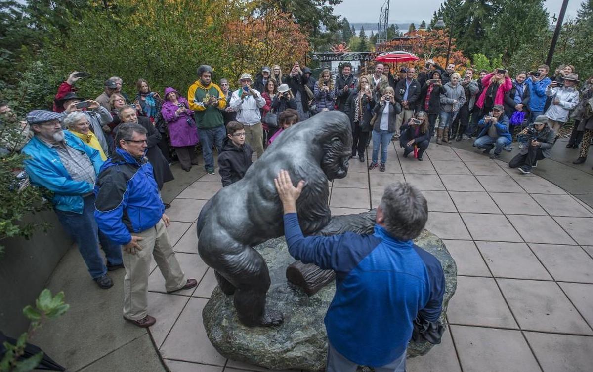 The crowd applauds as Ron Irwin, second from left, and Larry Johnston unveil the 600-pound bronze sculpture of Ivan, a lowland gorilla who captured Tacoma’s heart during his lifetime, during a ceremony at Point Defiance Zoo & Aquarium on Wednesday.