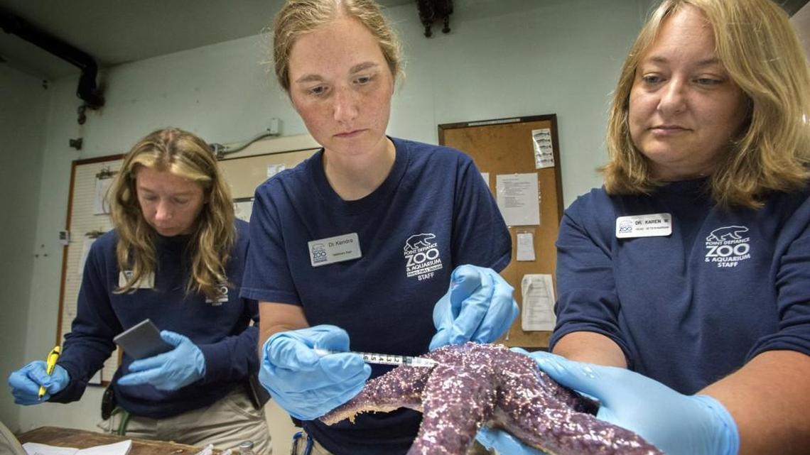 
A veterinarian team gives  an antibiotic shot  to a purple sea star last July at Point Defiance Zoo & Aquarium. The shots were intended to help fight sea star wasting syndrome.
