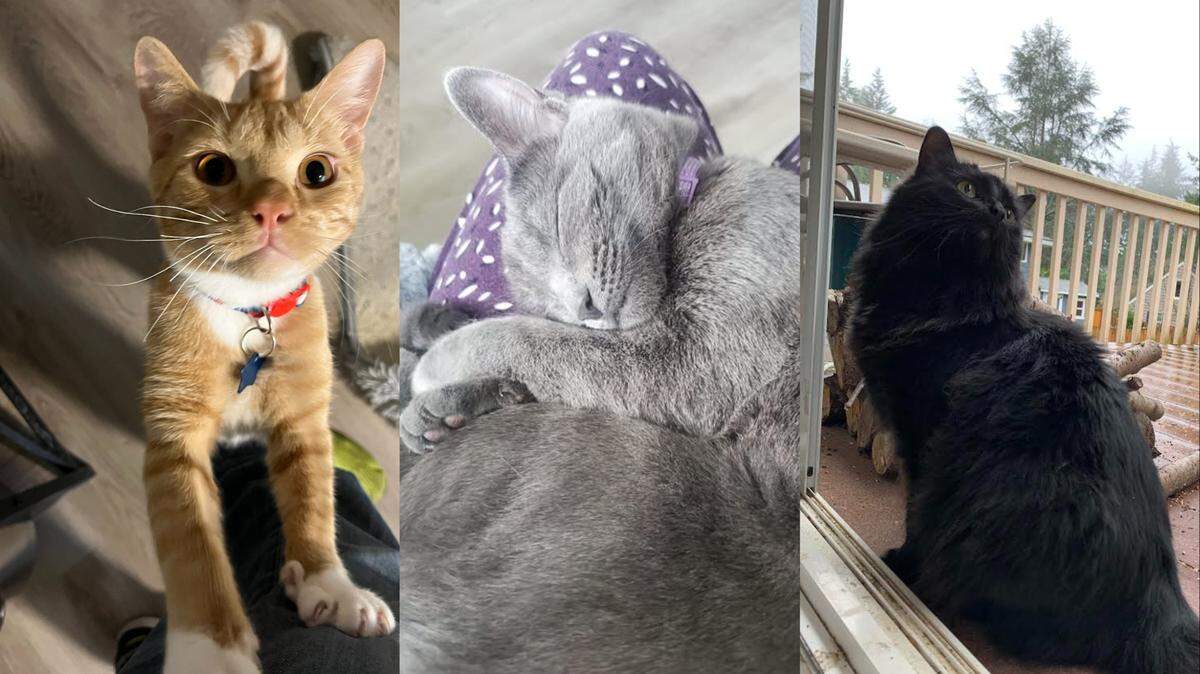 Three cats tied for first place as the cutest in The News Tribune’s cutest cat contest in 2025.