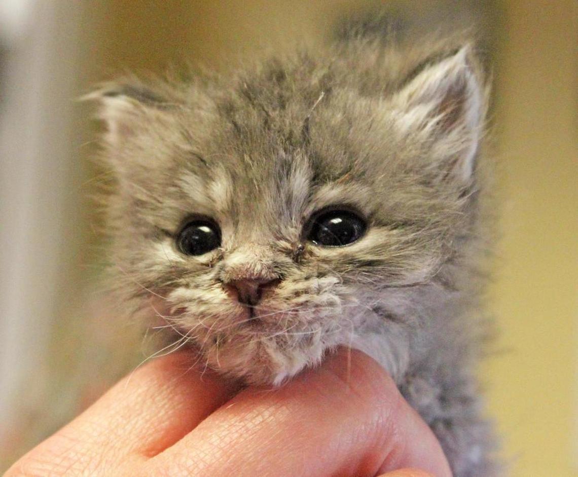 Festival del Gato will help raise money for Boise nonprofit Operation Community Cats.