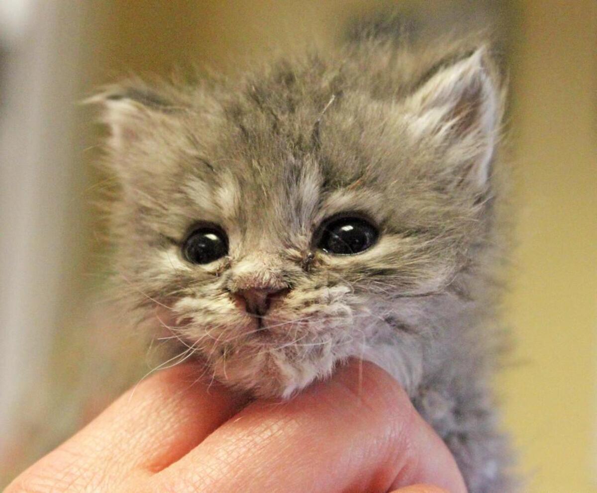 Festival del Gato will help raise money for Boise nonprofit Operation Community Cats.