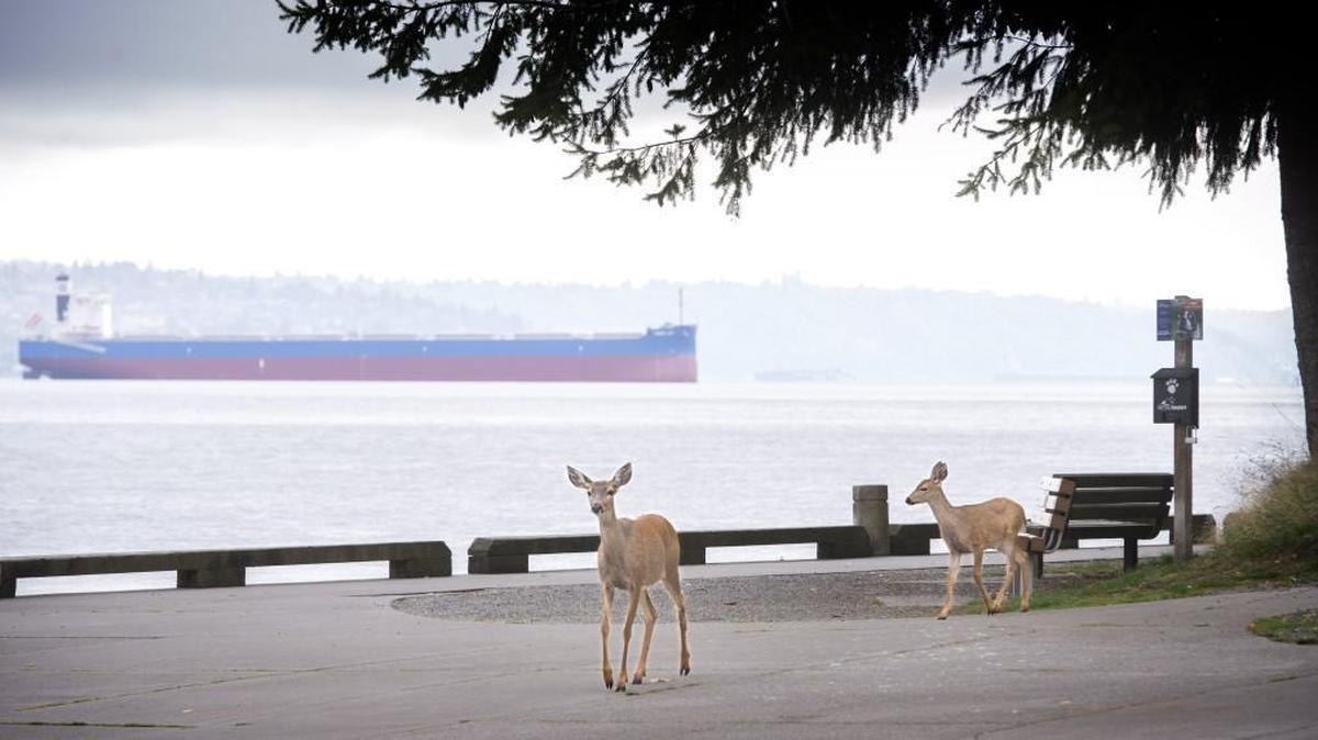 President Trump’s proposal would gut EPA funding for Puget Sound restoration, according to a leaked memo.