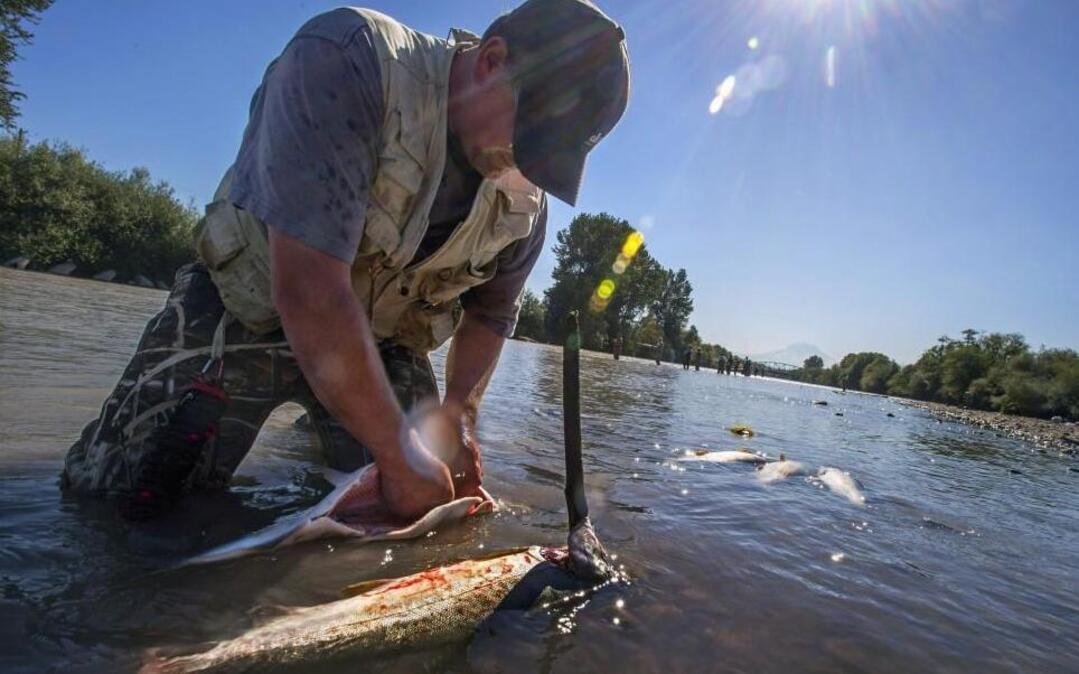 Eric Fowler of Pt. Orchard guts his pink salmon near the shoreline of the Puyallup River off River Road on Friday, Sept. 1.