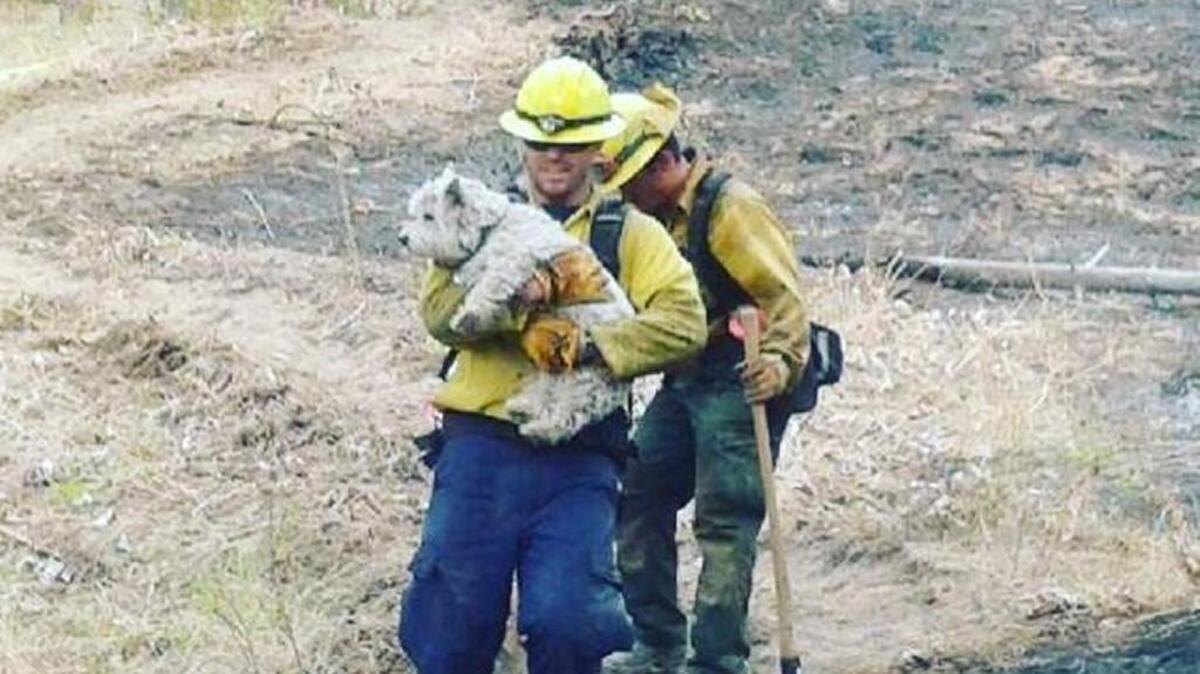 Orting Valley Fire and Rescue firefighter Will Lengel carries a dog out of a burned-out area Monday at the Suncrest fire near Leavenworth.