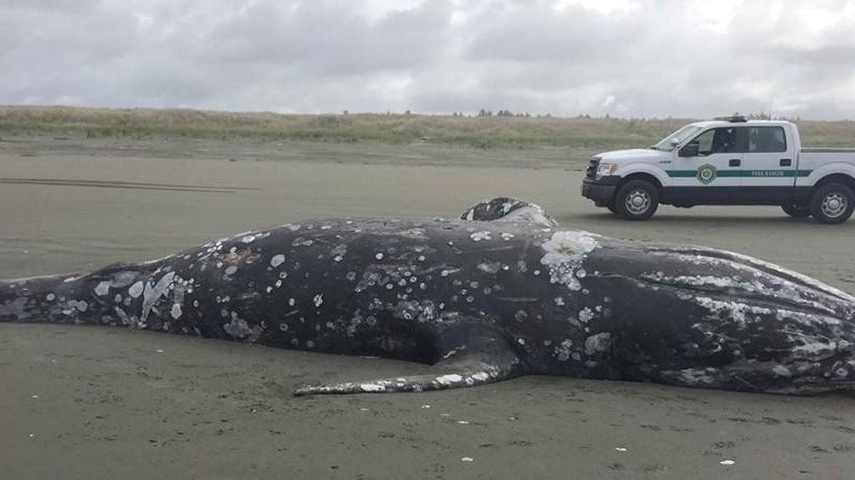Washington State Parks rangers will be leaving this dead whale to decay on the beach near Twin Harbors State Park south of Westport after it washed ashore Tuesday.