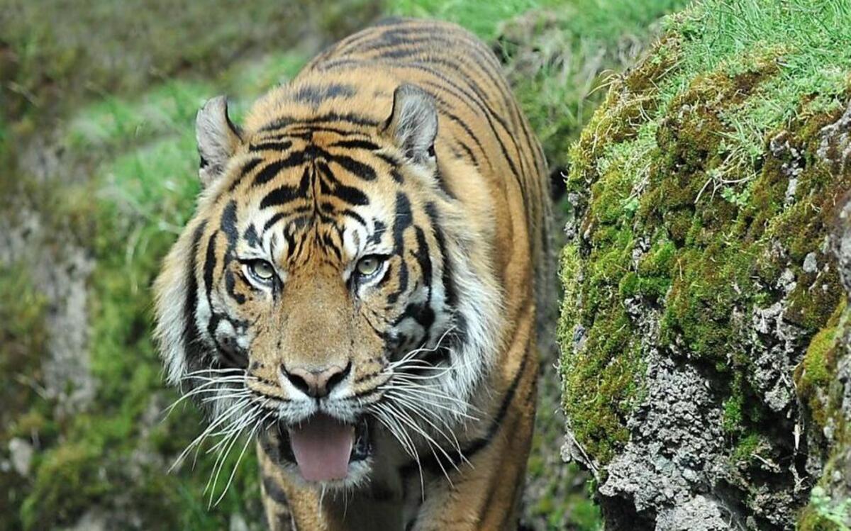 Mohan, a 12-year-old Sumatran tiger in Tacoma for breeding purposes, will make his public debut at Point Defiance Zoo & Aquarium at noon Thursday.