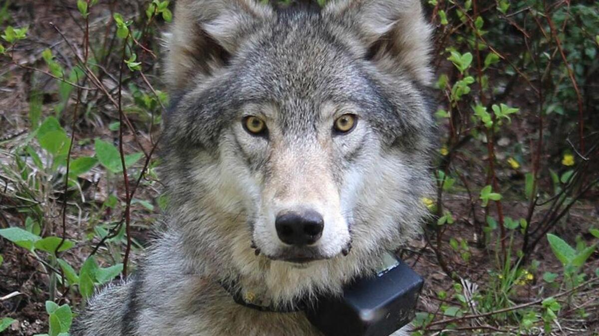 This 2014 file photo provided by the Oregon Department of Fish and Wildlife shows a female wolf from the Minam pack outside La Grande, Ore., after it was fitted with a tracking collar. The Oregon Department of Fish and Wildlife said at the time that wolves continued to grow in numbers and spread across Oregon.