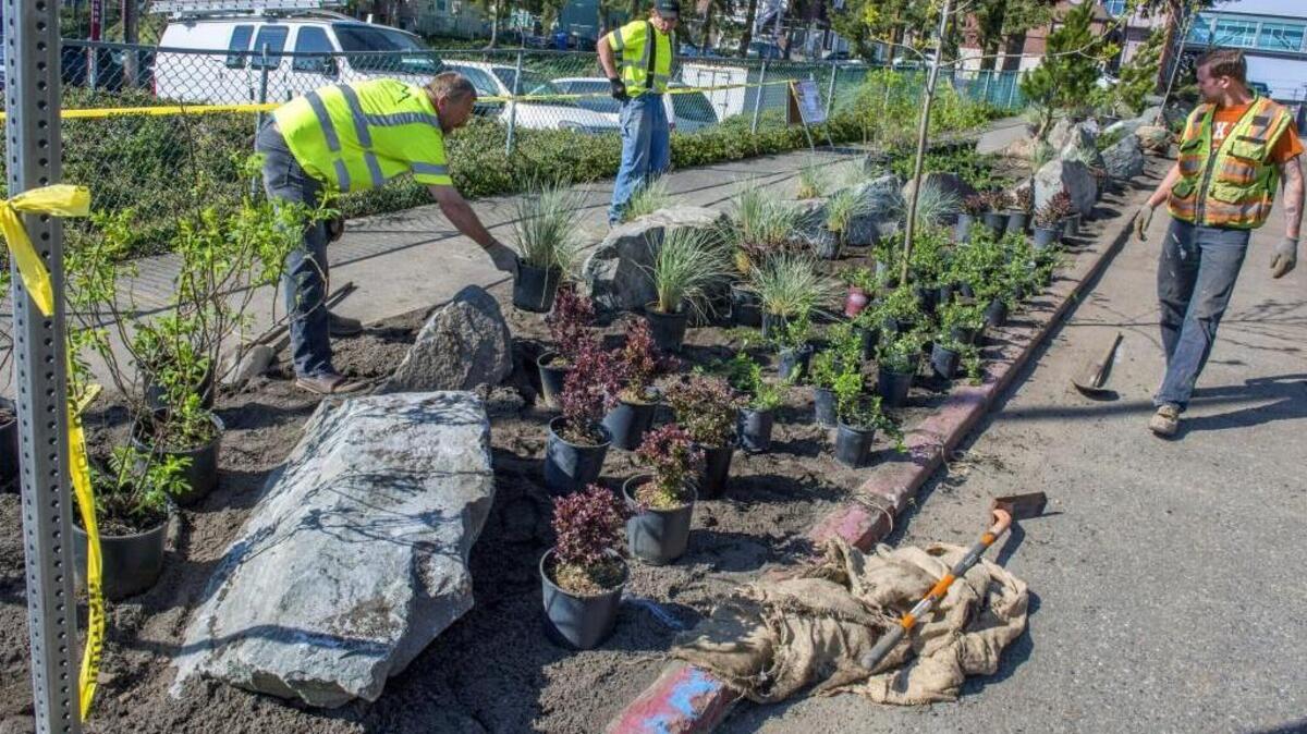 Contract workers from a company hired by the city install trees and shrubs Wednesday around a series of boulders on South 12th Street near the Tacoma Public Library main branch. In the past this parking strip had been a gathering place for homeless people.