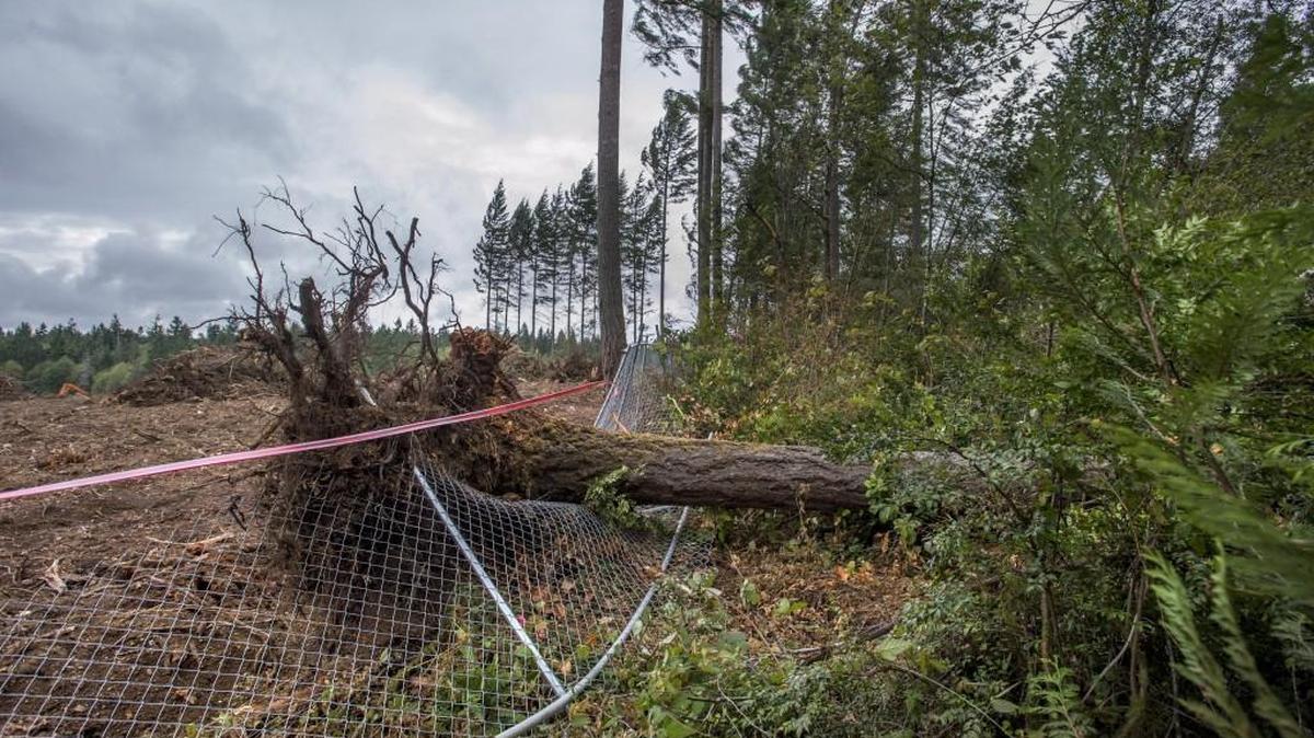 A fallen tree lies across a fence separating Borgen Boulevard NW (on the near side of the fence) from the site where Heron’s Key will be built in this Aug. 31, 2015 photo. An Aug. 29 windstorm knocked the tree down, killing Gig Harbor resident Jamie Fay, 36, as he drove home from Costco.