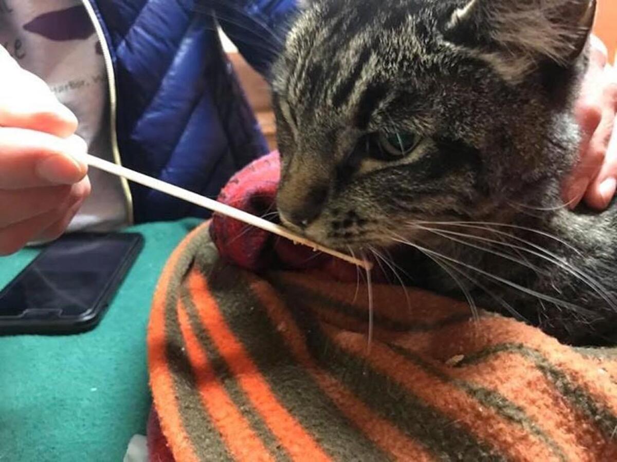 Captain receives some much-needed nutrition via a tongue depressor on Oct. 19 at a veterinarian office in Butte, Montana. The 12-year-old cat was found after a 40-day search. He lost 58 percent of his body weight during the ordeal and needed and had to be eased back into normal meals.